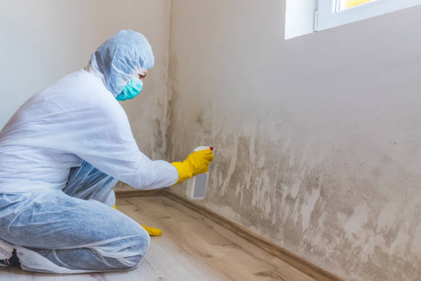 Professional mold removal team in Darien